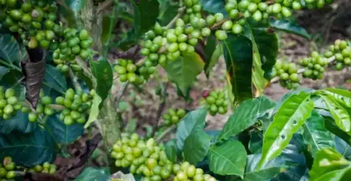 The Surprising Link Between Green Coffee Bean Extract and Gut Health